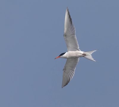 Common Tern