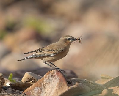 Wheatear