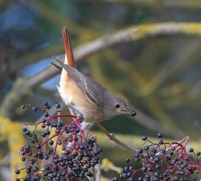 Redstart