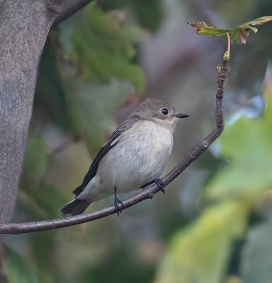 Pied Flycatcher