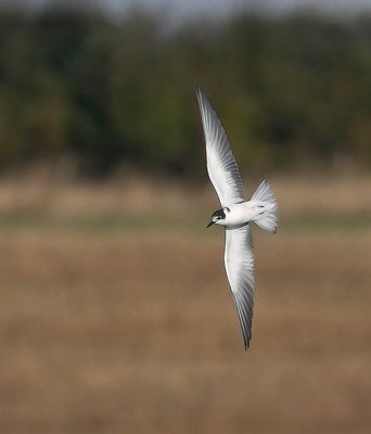 Black Tern (juvenile)