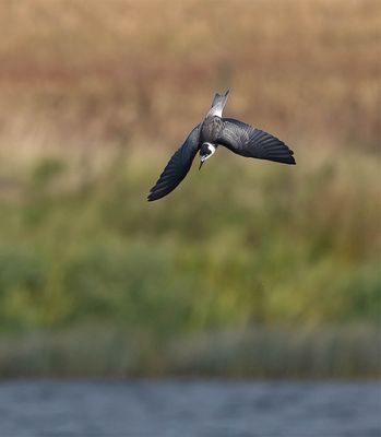 Black Tern (juvenile)