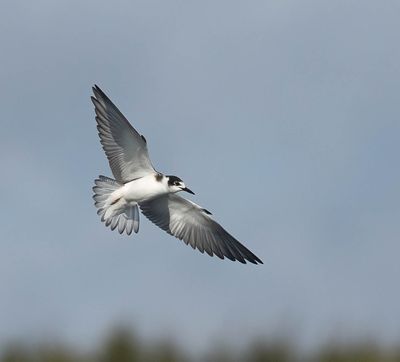 Black Tern (juvenile)