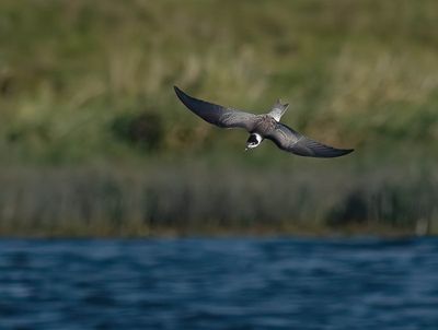 Black Tern (juvenile)