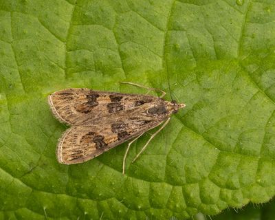 MICRO MOTHS