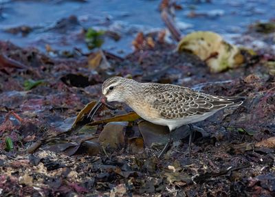 Curlew Sandpiper (juvenile)