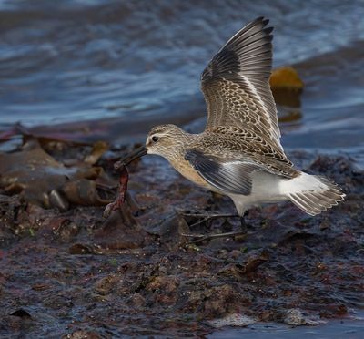 Curlew Sandpiper (juvenile)