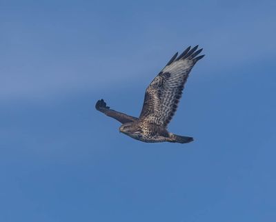 2025 BIRDS/MAMMALS (LAST 3 MONTHS)