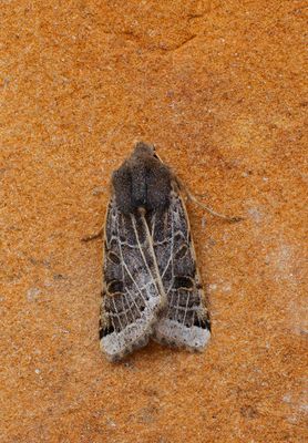 2025 MOTHS  (Date taken seq)