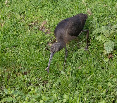 Glossy Ibis