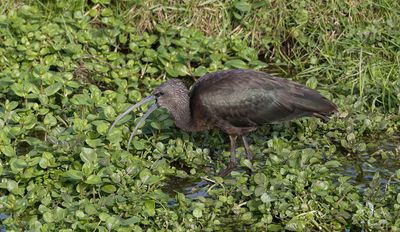 Glossy Ibis