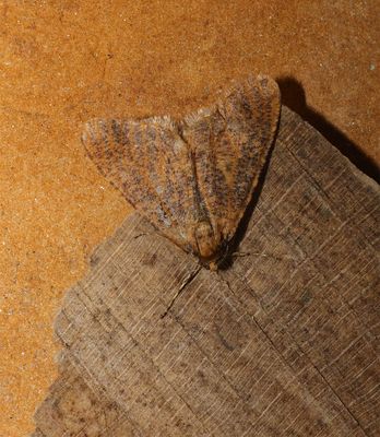 2025 MOTHS (Date taken seq)