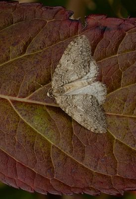 November moth