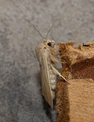 Large Wainscot (Rhizedra lutosa)