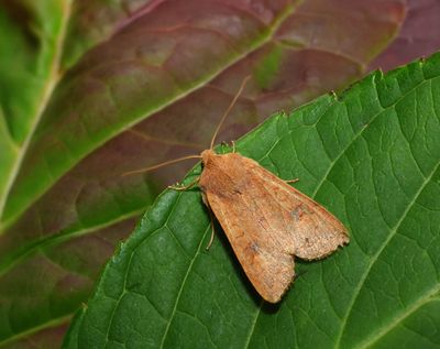 2025 MOTHS (Date taken seq)