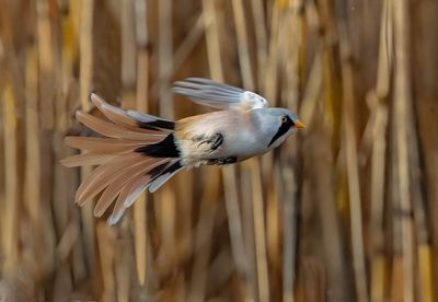 2025 BIRDS/MAMMALS (LAST 3 MONTHS)