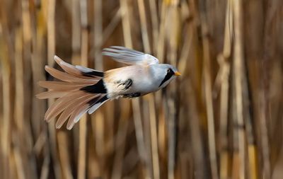 Bearded Tit