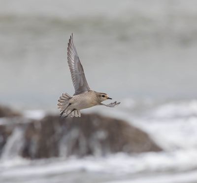 2025 BIRDS/MAMMALS (LAST 3 MONTHS)