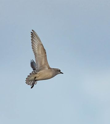 2025 BIRDS/MAMMALS (LAST 3 MONTHS)