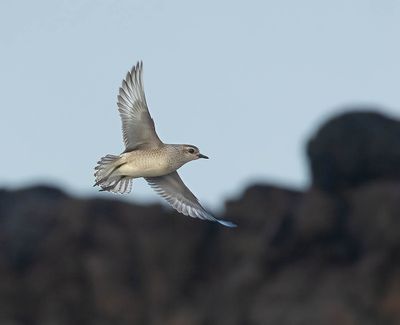 American Golden Plover