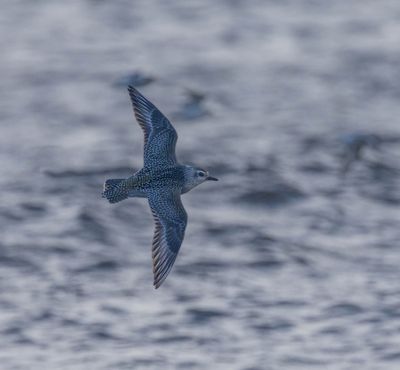 2025 BIRDS/MAMMALS (LAST 3 MONTHS)