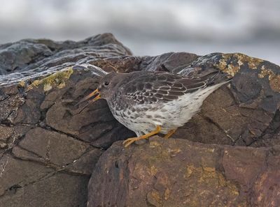 Purple Sandpiper