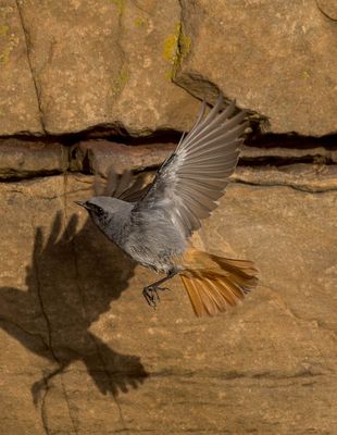 Black Redstart