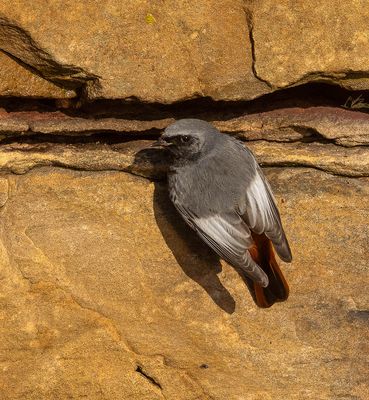 Black Redstart
