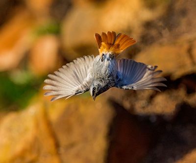 2025 BIRDS/MAMMALS (NOVEMBER - AUGUST)