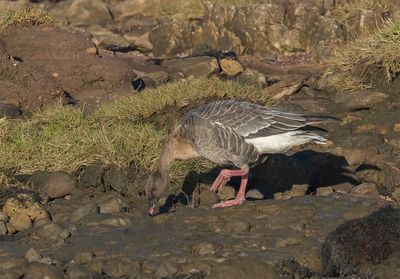 Pink-footed Goose