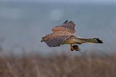 2025 BIRDS/MAMMALS (DECEMBER - SEPTEMBER)