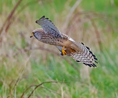 2025 BIRDS/MAMMALS (DECEMBER - SEPTEMBER)