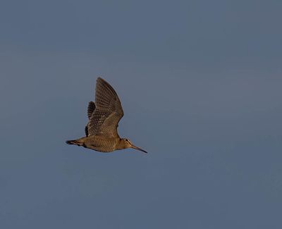 2025 BIRDS/MAMMALS (DECEMBER - SEPTEMBER)