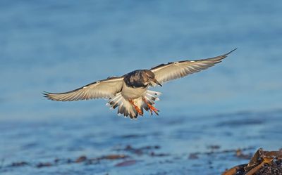 2025 BIRDS/MAMMALS (DECEMBER - SEPTEMBER)