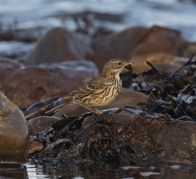 Meadow Pipit