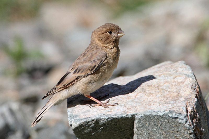 Mongolian finch mongolicus_MG_3467111.jpg photo Milan