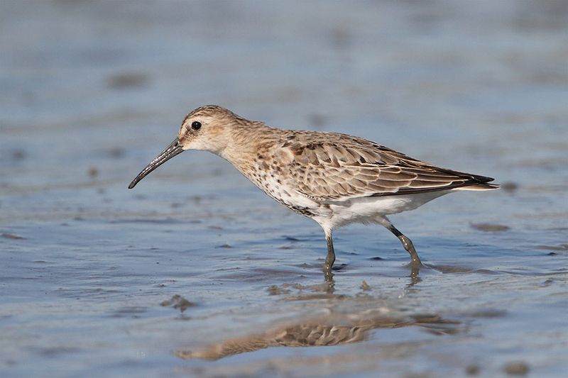 Dunlin Calidris alpina spremenljivi prodnik_MG_4870-111.jpg