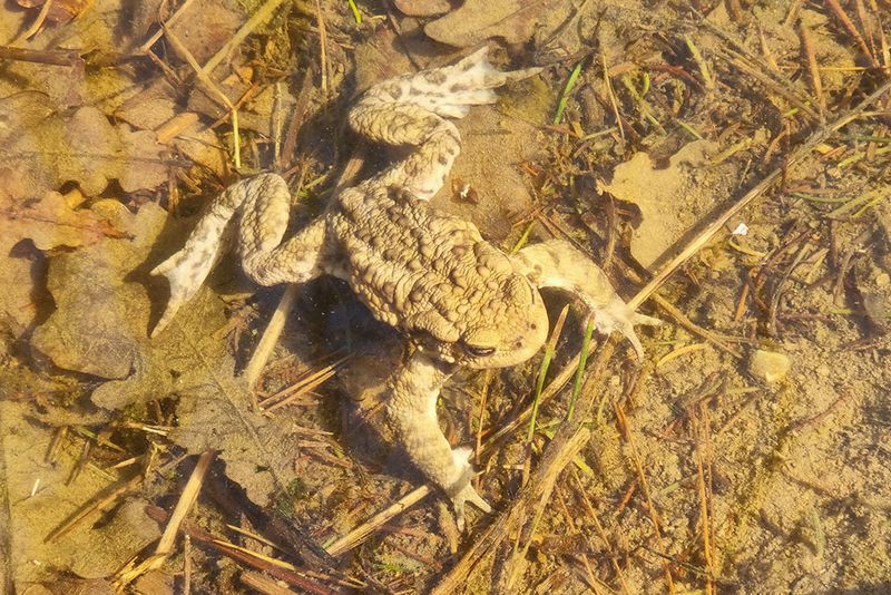 Common toad Bufo bufo navadna krastača_20230321_130055-111.jpg