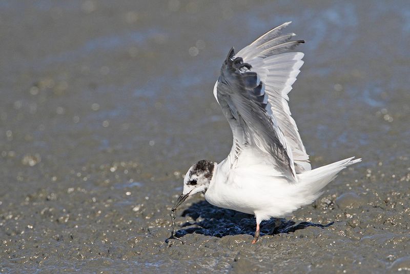 Little gull Hydrocoloeus minutus mali galeb_MG_4800-111.jpg