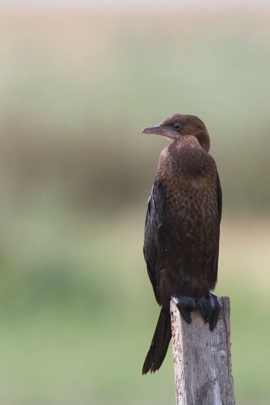 Pygmy cormorant Microcarbo pygmeus pritlikavi kormoran_MG_5855-111.jpg