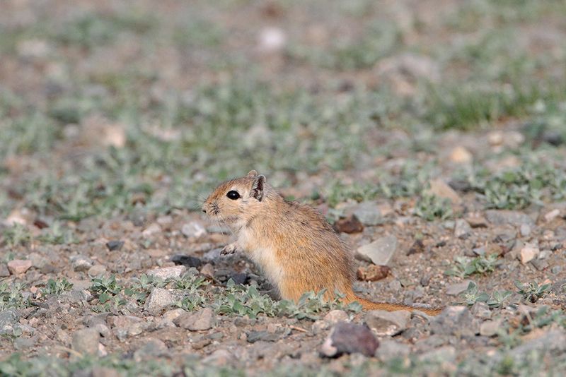 Mongolian gerbil Meriones unguiculatus mongolska pučavska podgana_MG_2911-111.jpg