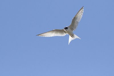 Little tern Sternula albifrons mala čigra_MG_2196-111.jpg