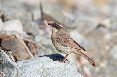 Brown accentor Prunella fulvescens_MG_2618-111.jpg