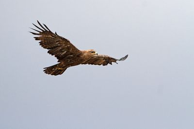Greater spotted eagle Clanga clanga veliki klinkač_MG_3267-111.jpg