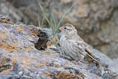Rock sparrow Petronia petronia skalni vrabec _MG_2500-111.jpg