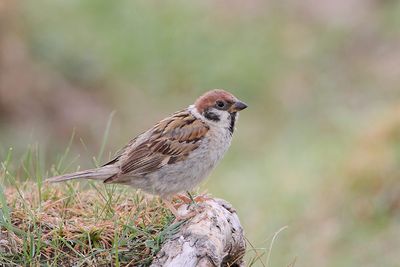 Tree sparrow Passer montanus poljski vrabec_MG_3276-111.jpg