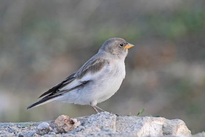 White-winged snowfinch Montifringilla nivalis sneni vrabec_MG_2418-111.jpg