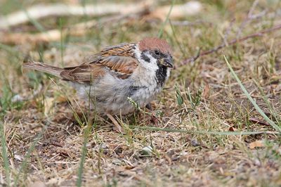 Tree sparrow Passer montanus poljski vrabec_MG_3277-111.jpg