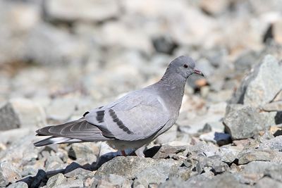 doves