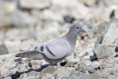 Hill pigeon Columba rupestris_MG_3501-111.jpg